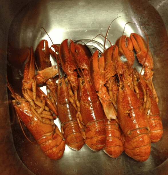Lobster in sink ready to boil