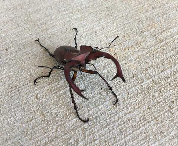 Elephant stag beetle with pinchers