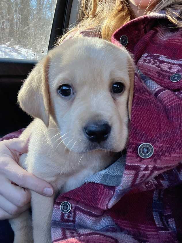 Cute Yellow Lab Puppy