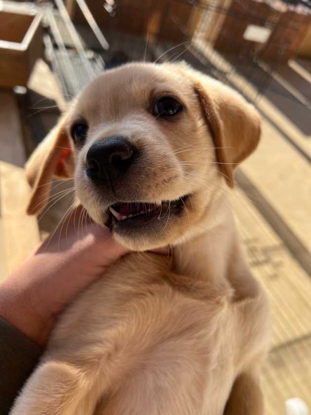 Yellow lab puppy sharp teeth